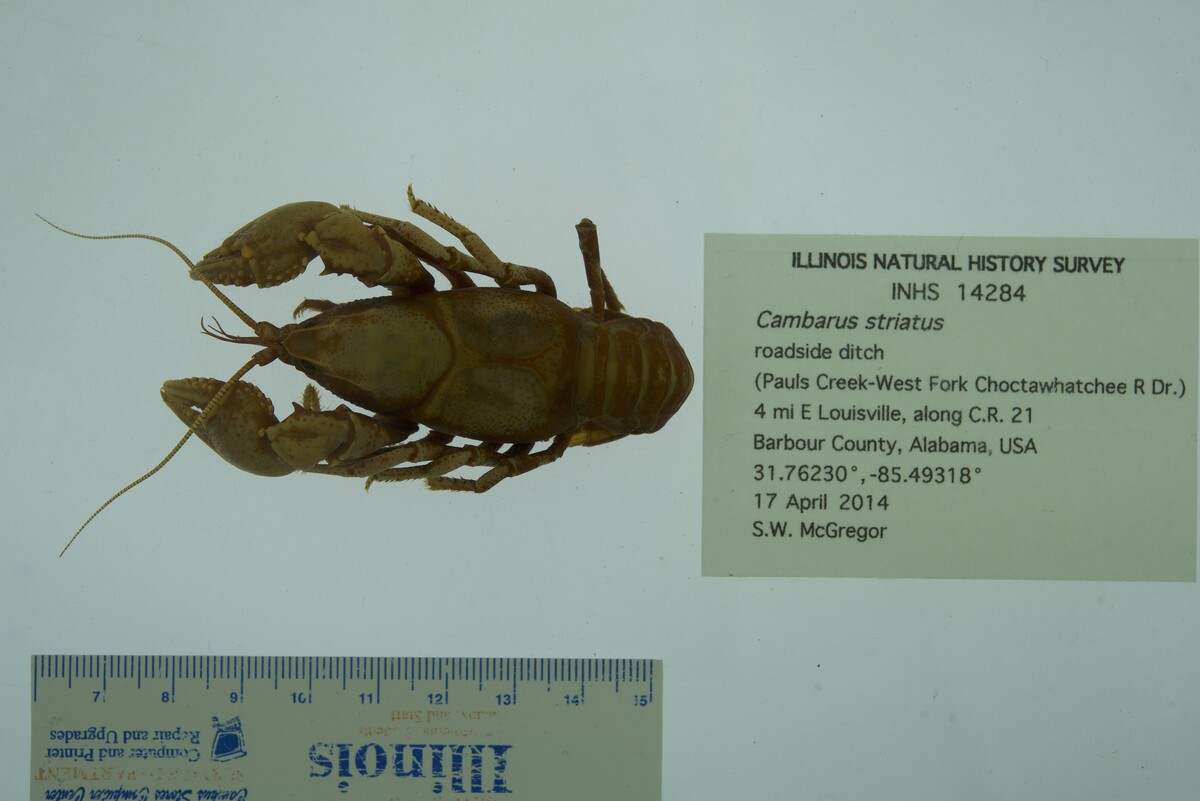 Cambarus striatus image